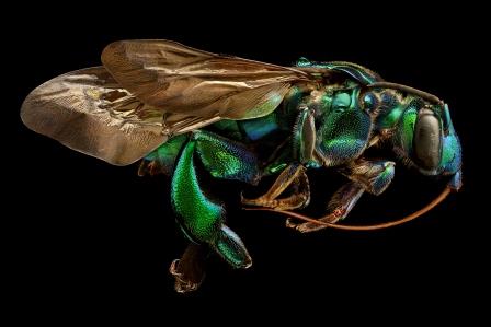 Microsculpture. Levon Biss – Fotografien von Insekten
