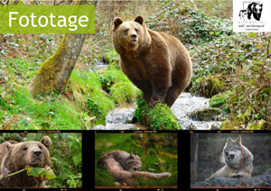 Fototage im Wolf- und Bärenpark 2026