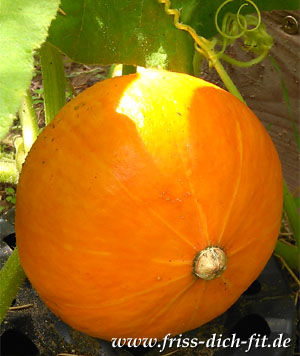 Herbstzauber auf Burg Ohrdruf 2024